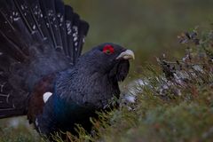 Capercaillie 1