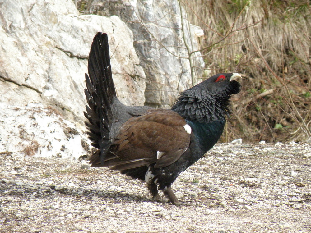 capercaillie