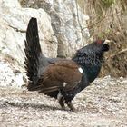 capercaillie