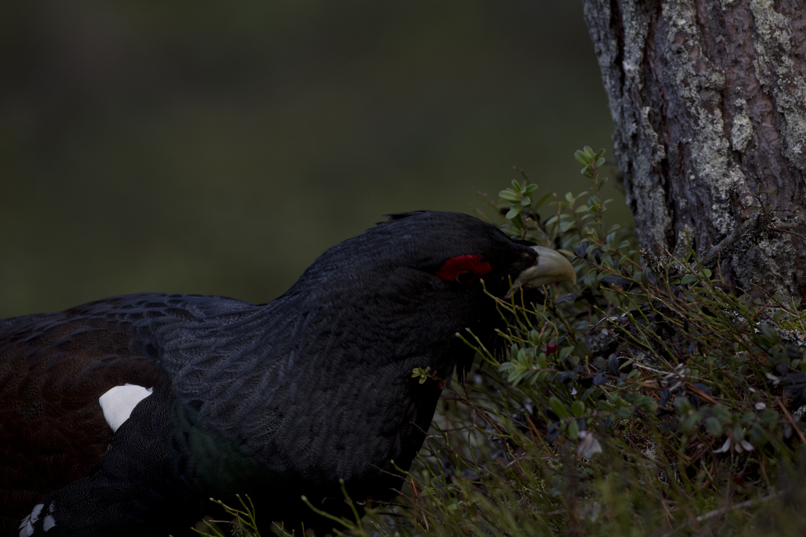 Capercaillie 2