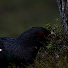 Capercaillie 2