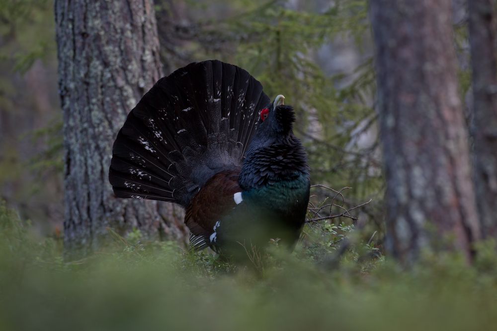 Capercaillie 3