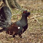 Capercaillie