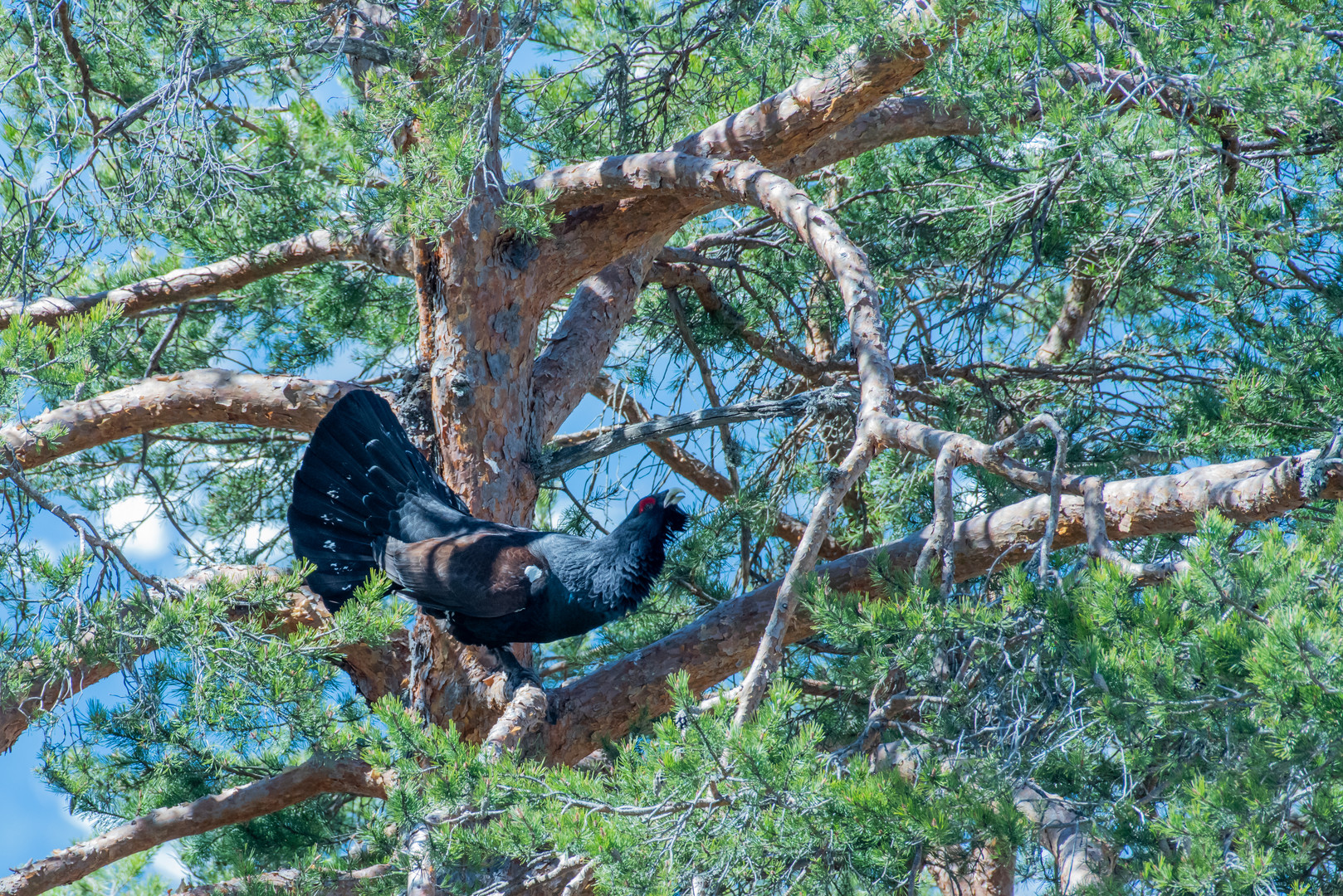 Capercaillie - Auerhahn