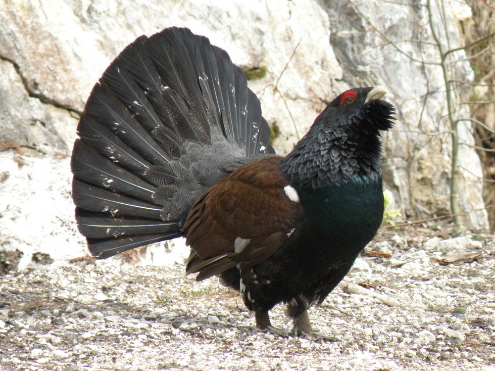 capercaillie