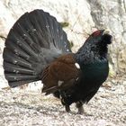 capercaillie