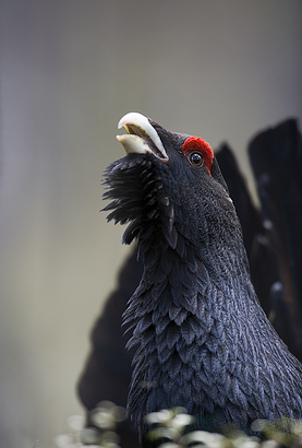 Capercaillie