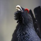 Capercaillie