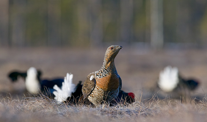 Capercaillie & Black Grouse!