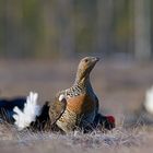 Capercaillie & Black Grouse!