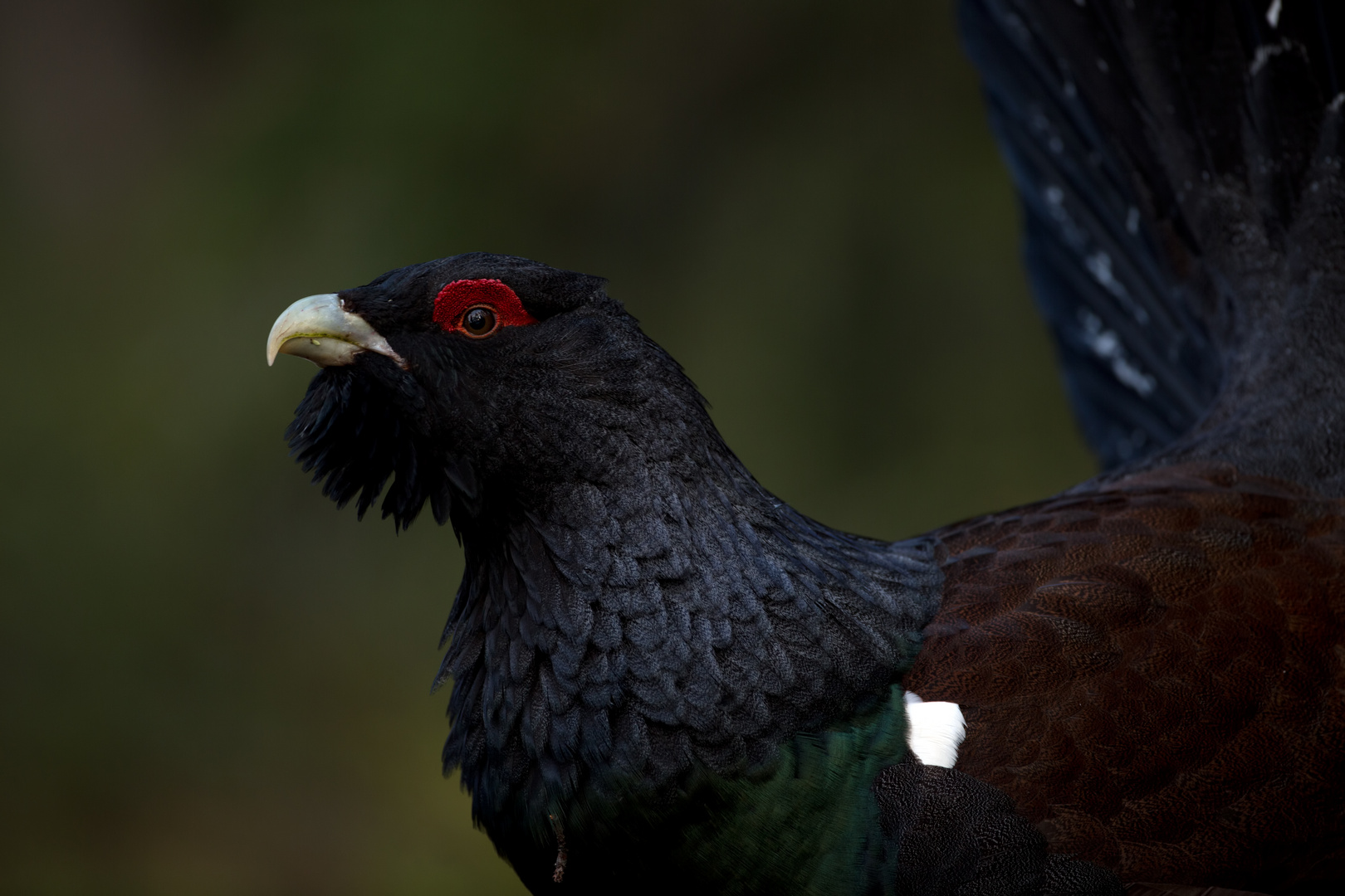 Capercaillie