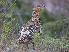 Capercaillie female