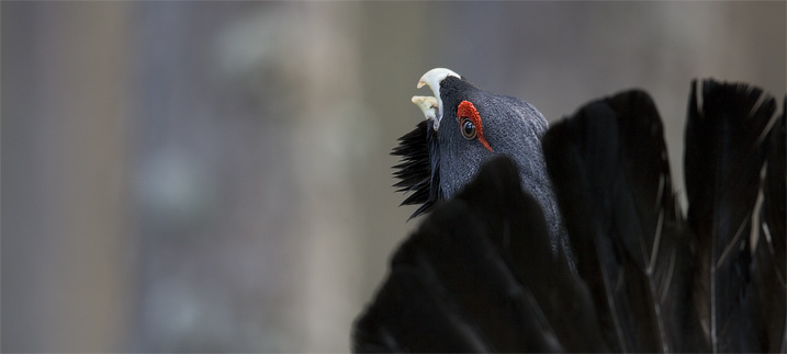 Capercaillie II