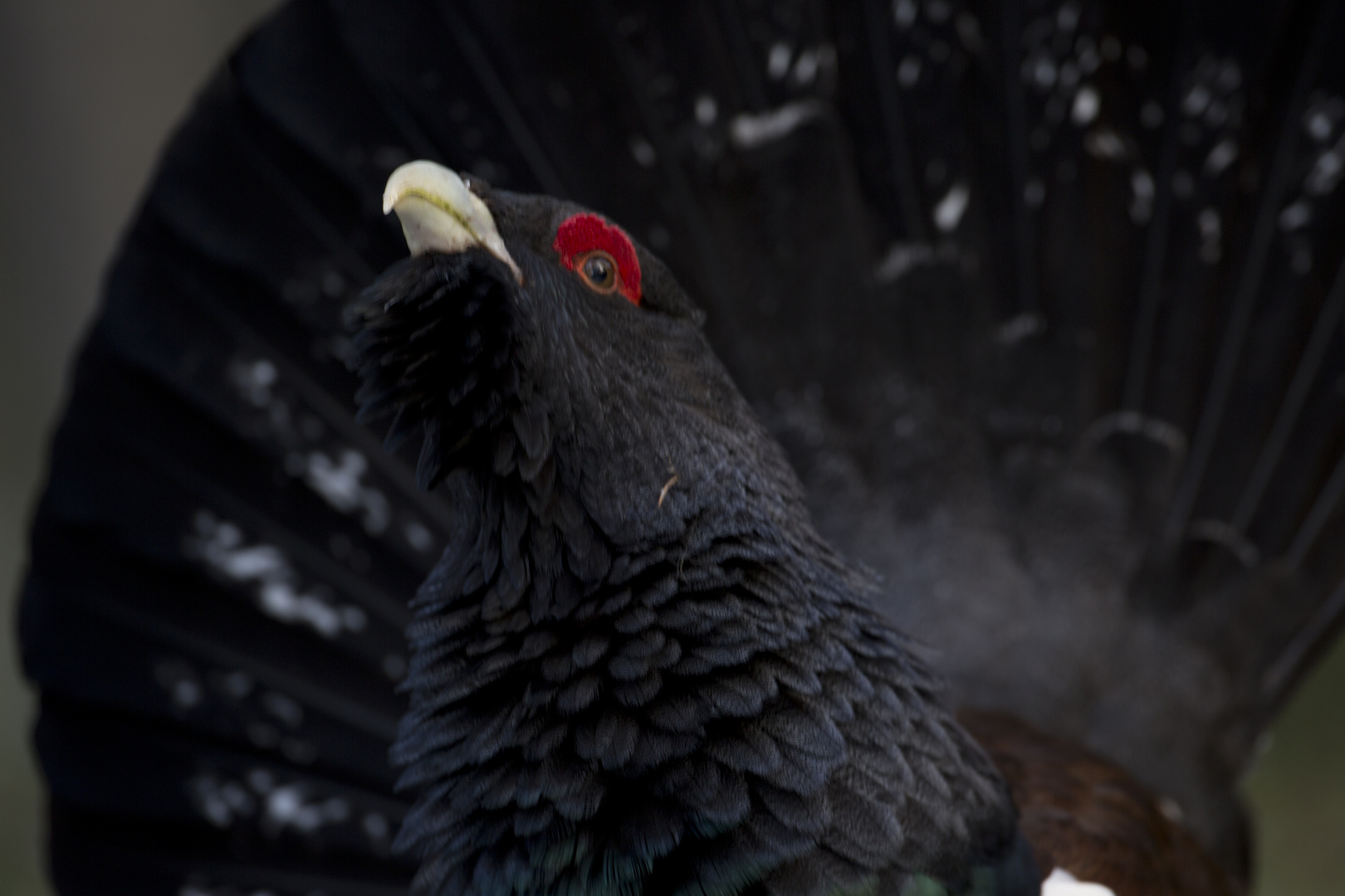 Capercaillie lekking 1