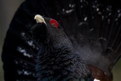 Capercaillie lekking 1