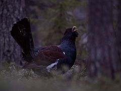 Capercaillie lekking