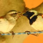 Capesparrow mit Nachwuchs