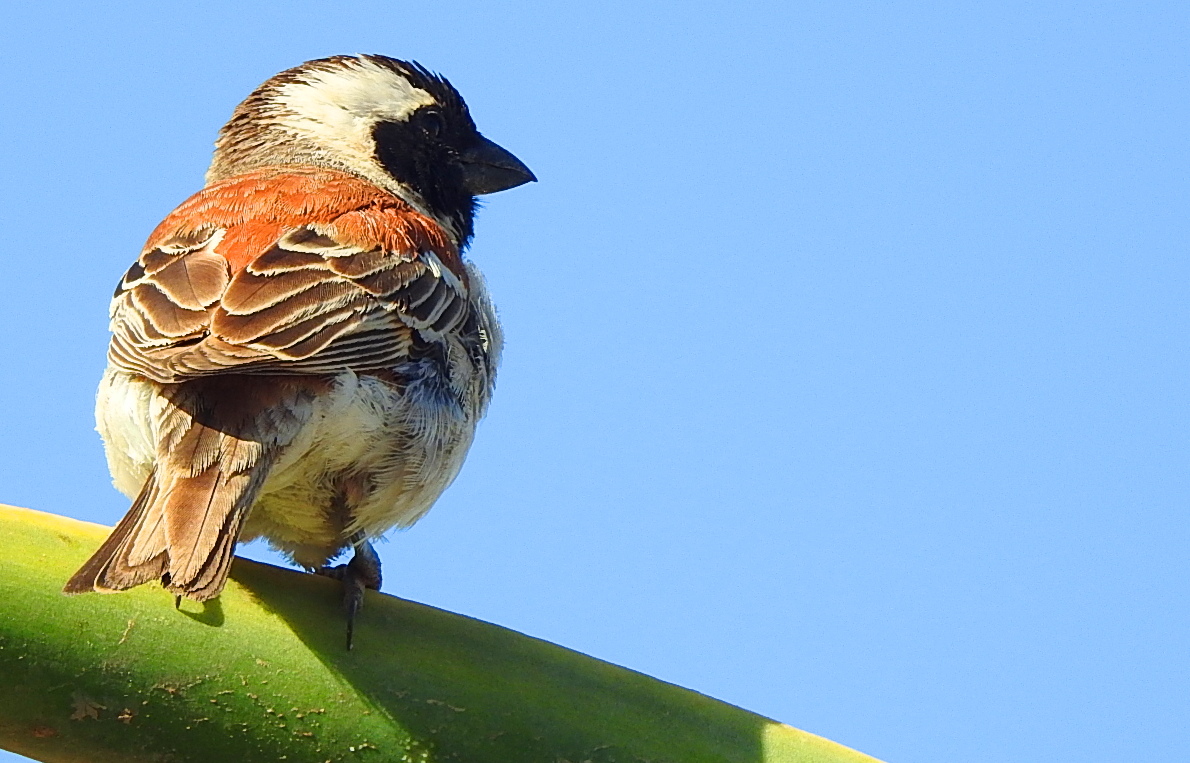 Capesperrow male