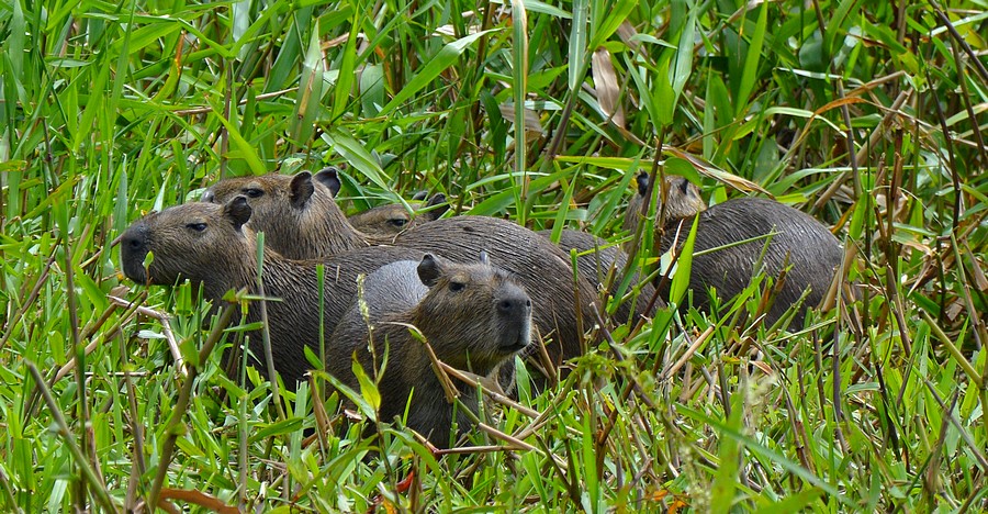 capibara