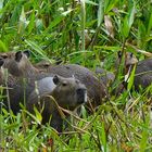 capibara