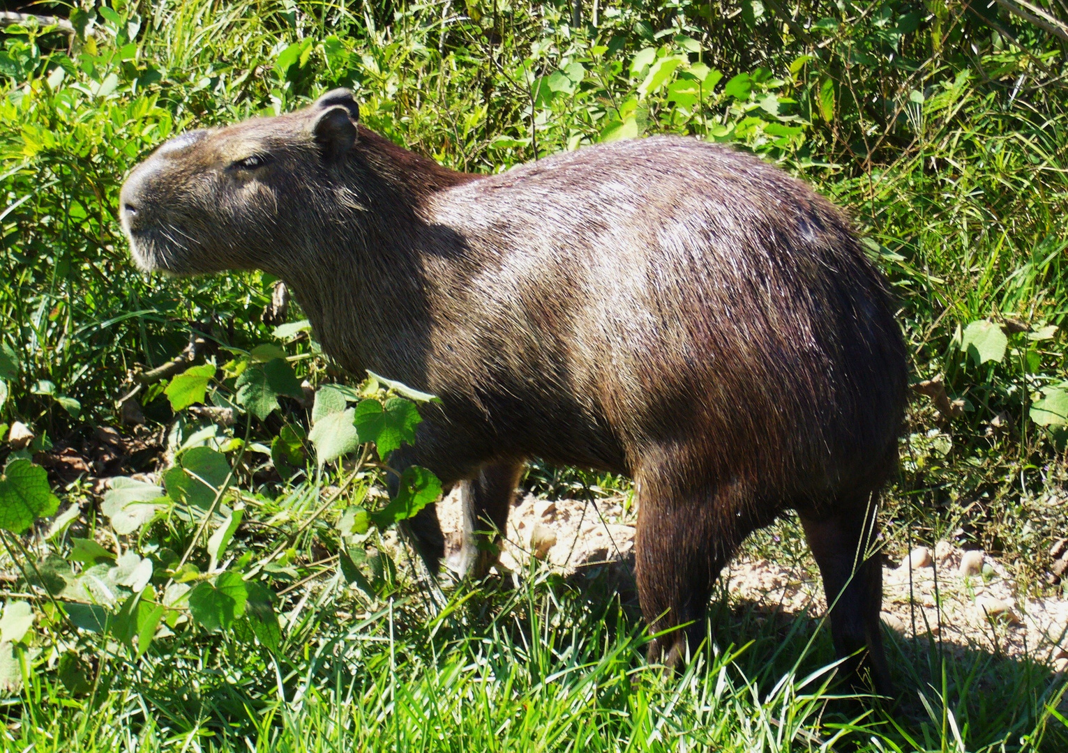 Capibara am Rio Apure
