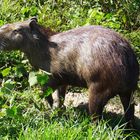 Capibara am Rio Apure