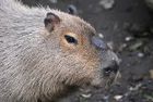 CAPIBARA Hidrocharris hidrochaeris