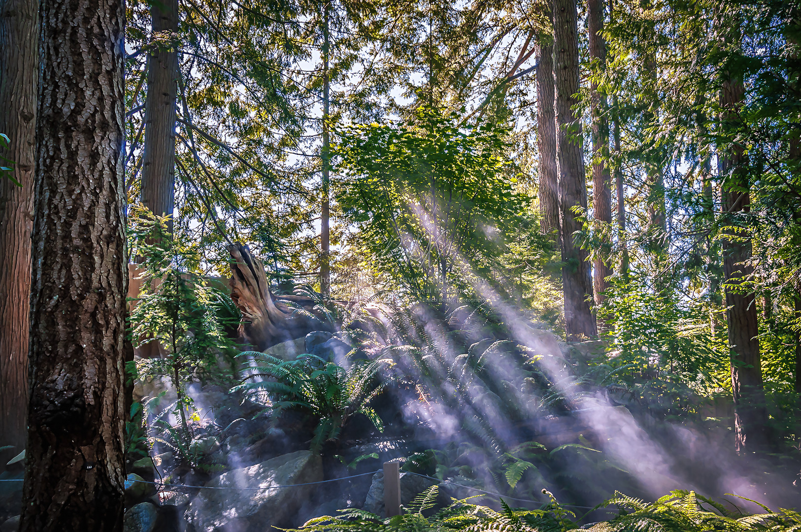 Capilano Suspension Bridge area