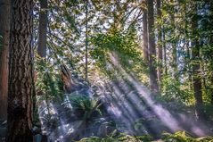 Capilano Suspension Bridge area