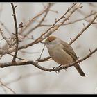 Capinera femmina (Sylvia atricapilla)