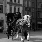 capital horse in the old town