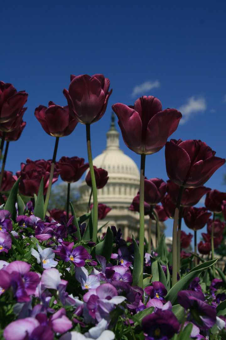 Capitol