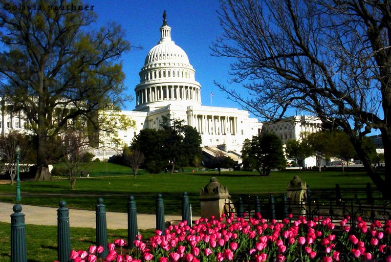 Capitol D.C.