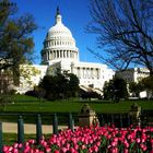 Capitol D.C.