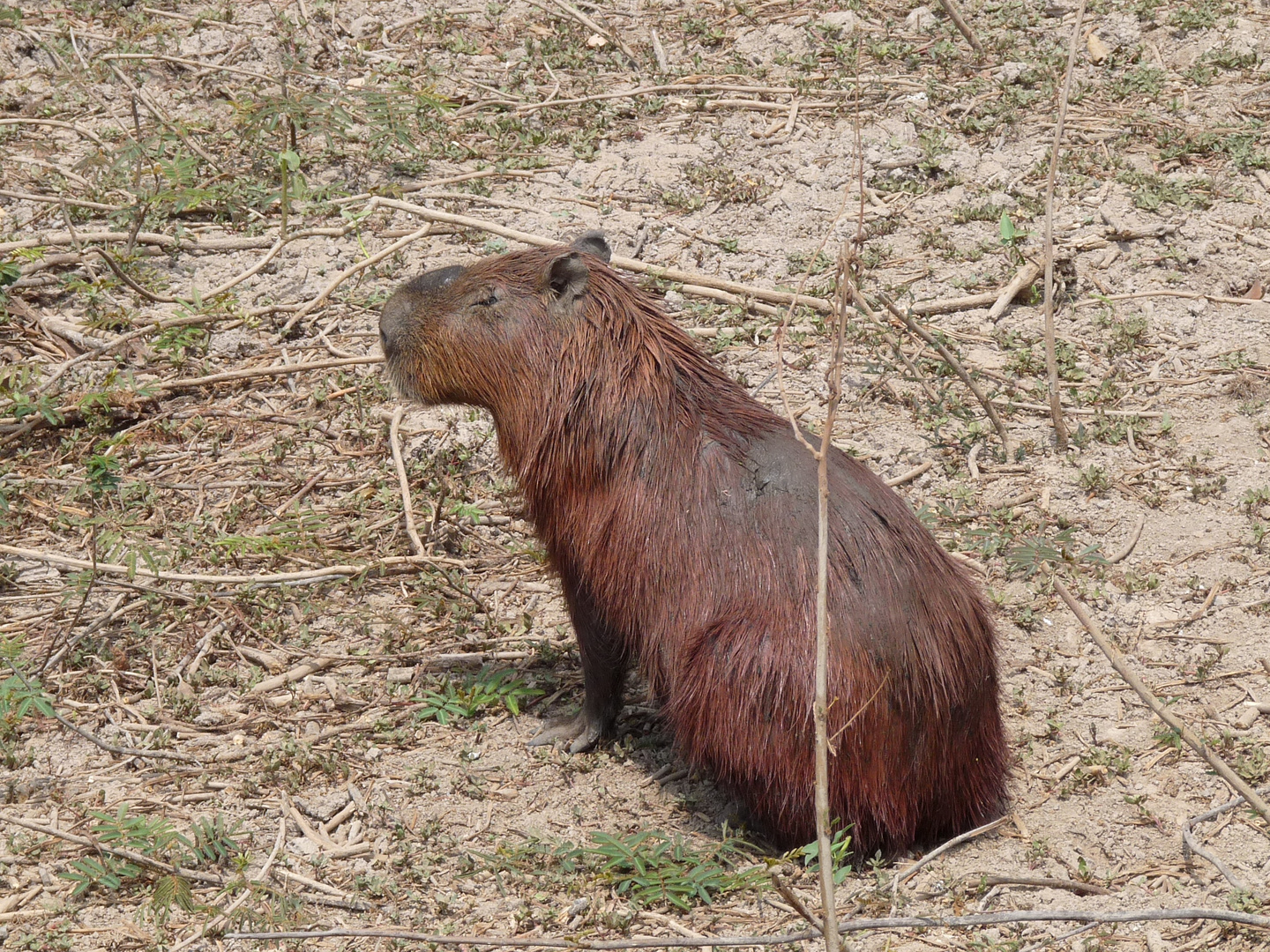 Capivara