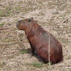 Capivara