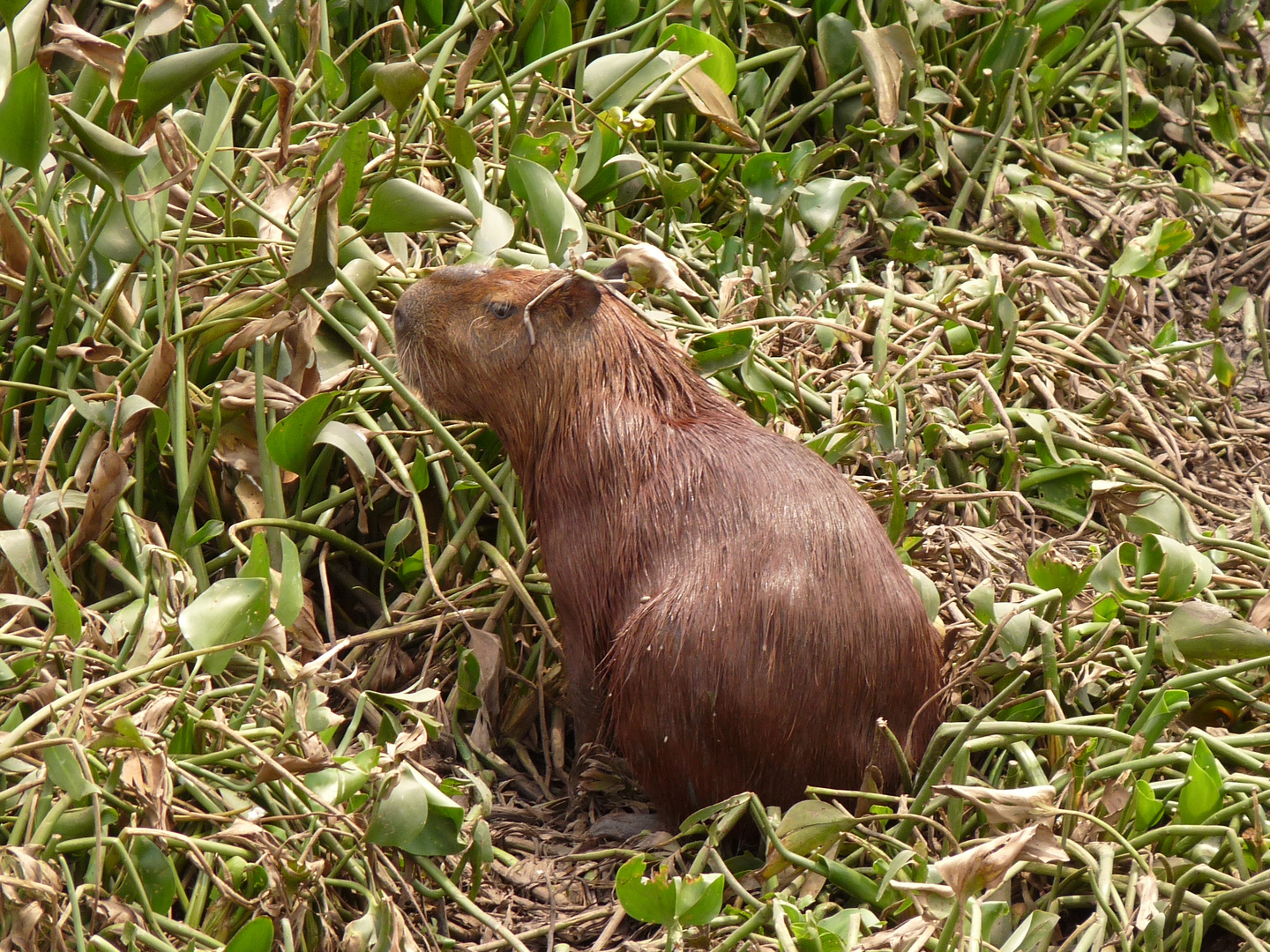 Capivara (Wasserschwein) im Pantanal