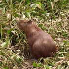 Capivara (Wasserschwein) im Pantanal