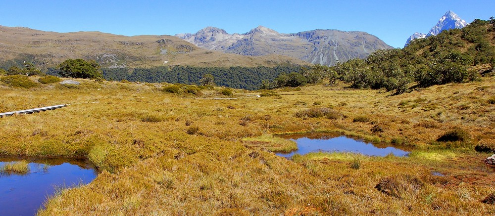 Caples Track - McKellar Saddle