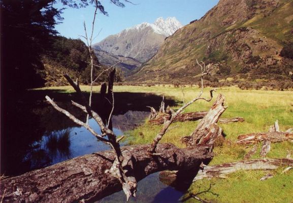Caples Track New Zealand
