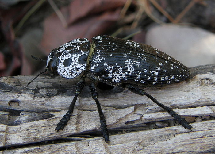 Capnodis cariosa!