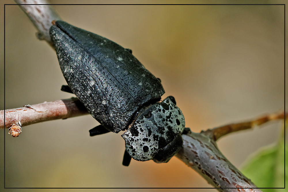 Capnodis ténébrionis.