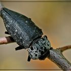 Capnodis ténébrionis.