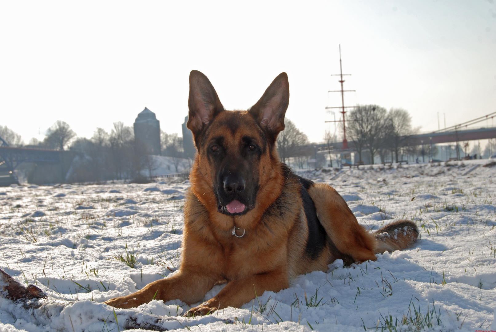 Capo im Schnee