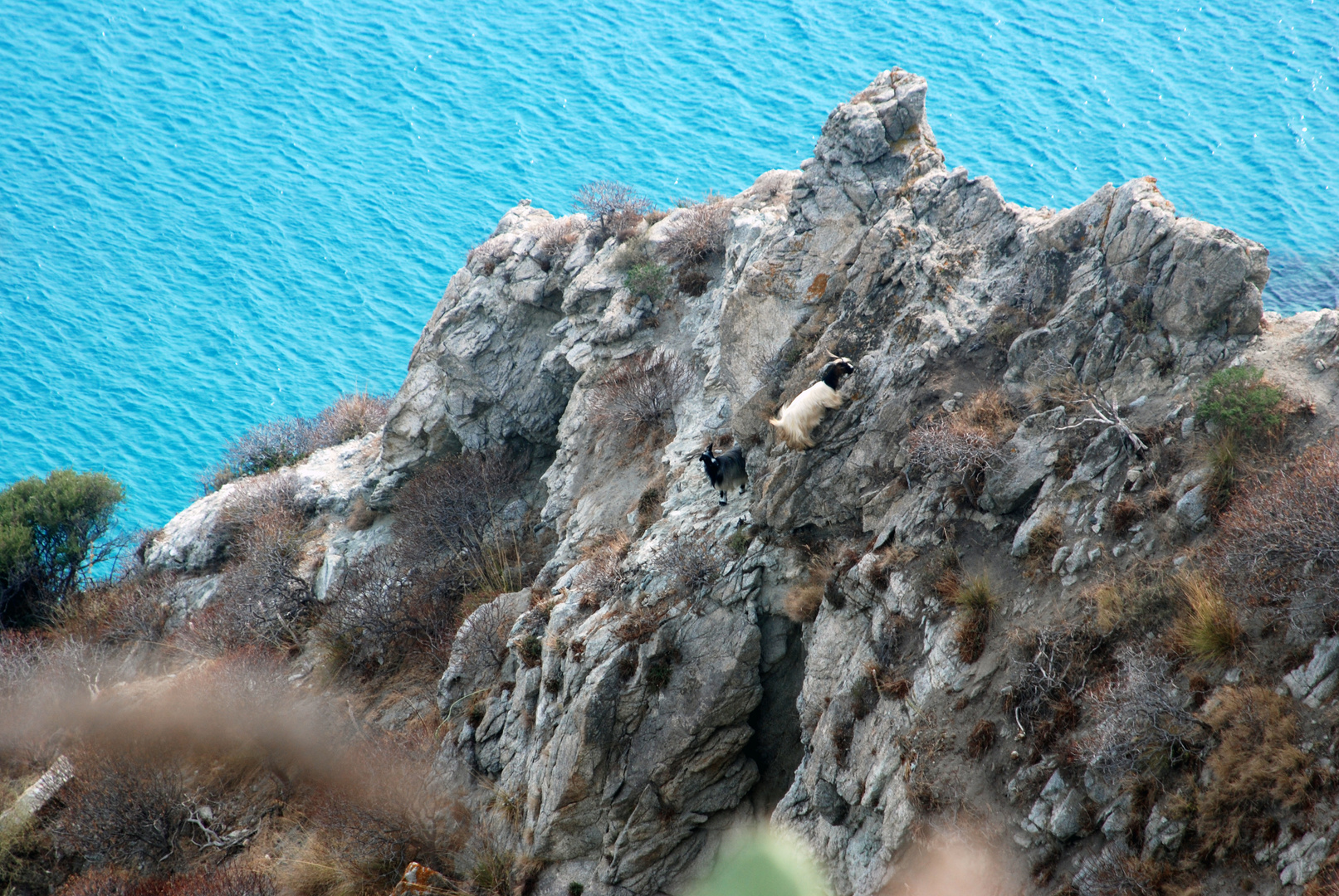 CAPO VATICANO 1