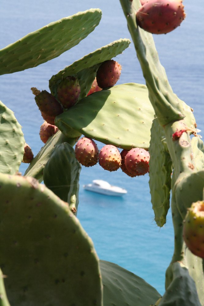 Capo Vaticano,,,