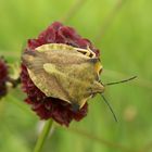 Capocoris Fuscispinus ? ( Nördliche Fruchtwanze)