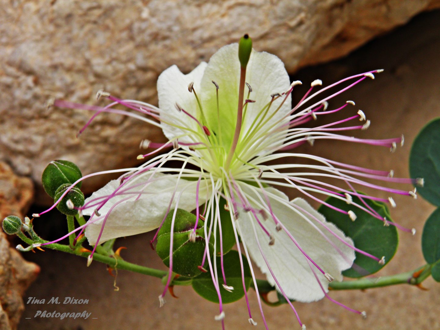 capparis sinaica