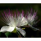 Capparis spinosa