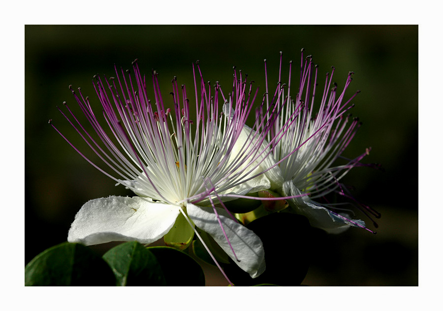 Capparis spinosa